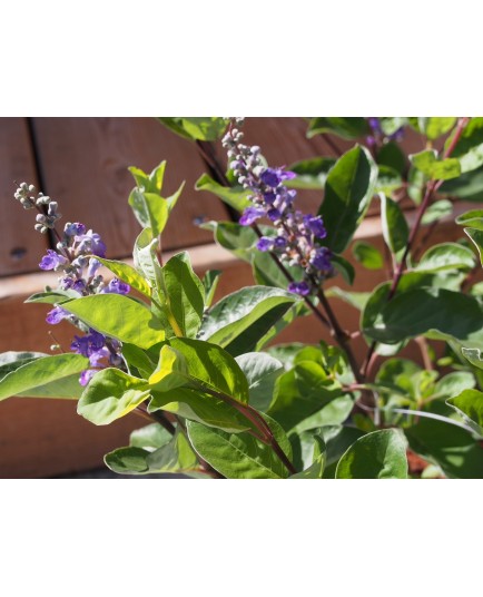 Vitex 'Chicagoland' x ®