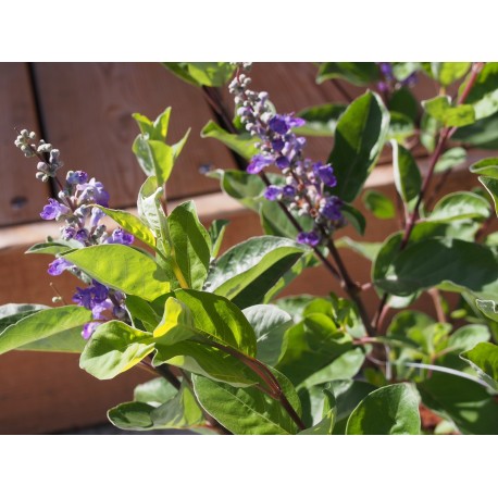 Vitex 'Chicagoland' x ®