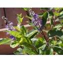 Vitex 'Chicagoland' x ®