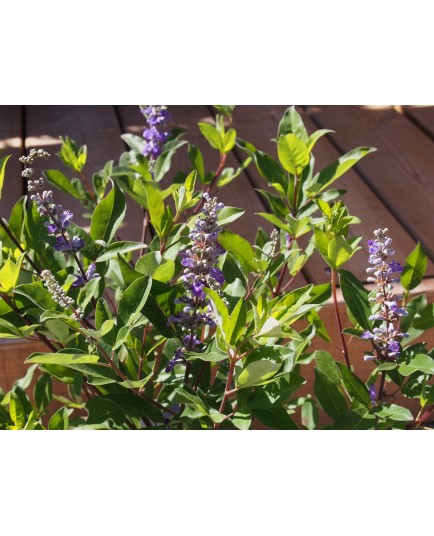 Vitex 'Summertime Blues' x ®