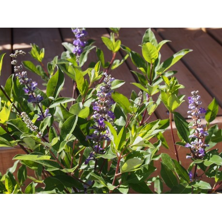 Vitex 'Summertime Blues' x ®