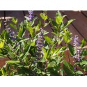 Vitex 'Summertime Blues' x ®