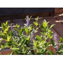 Vitex 'Summertime Blues' x ®