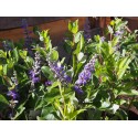Vitex 'Summertime Blues' x ®