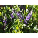 Vitex 'Summertime Blues' x ®