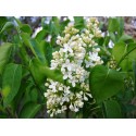 Syringa vulgaris 'Primrose'