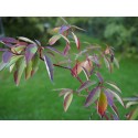 Cornus drummondii - Cornouiller de Drummond