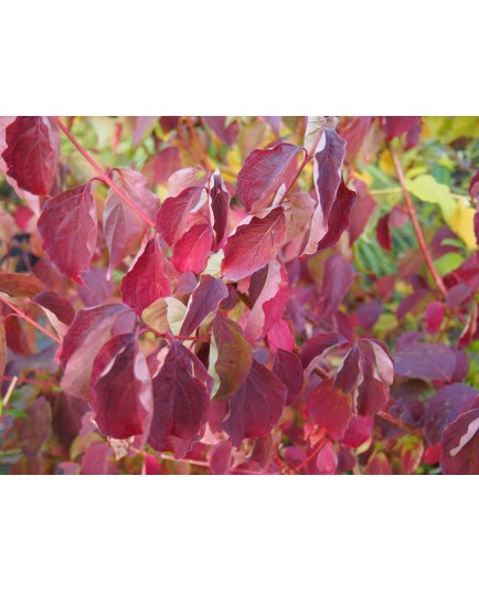 Cornus poliophylla
