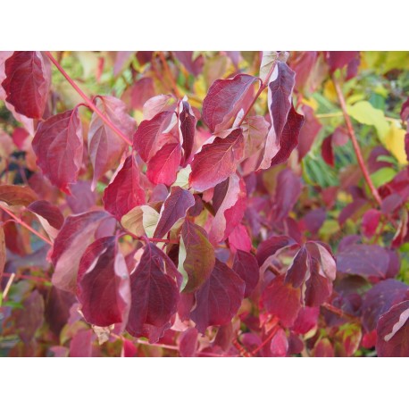 Cornus poliophylla