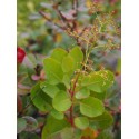 Cotinus coggygria 'Young Lady' ®