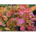 Cotinus coggygria 'Golden Lady' ®