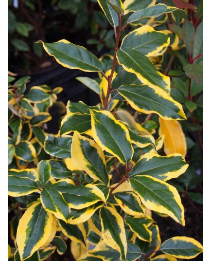 Elaeagnus ebbingei x 'Gilt Edge' - chalef