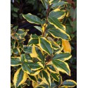 Elaeagnus ebbingei x 'Gilt Edge' - chalef