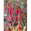 Fuchsia magellanica 'Riccartonii'- fuchsia vivace, fuchsia de magellan