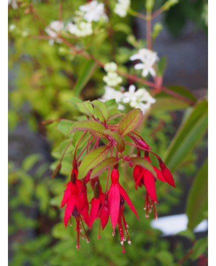 Fuchsia magellanica 'Riccartonii'- fuchsia vivace, fuchsia de magellan