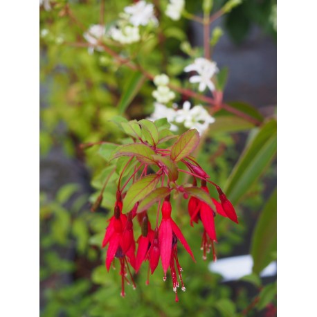 Fuchsia magellanica 'Riccartonii'- fuchsia vivace, fuchsia de magellan