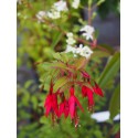 Fuchsia magellanica 'Riccartonii'- fuchsia vivace, fuchsia de magellan