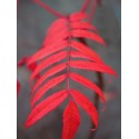 Rhus glabra - sumac