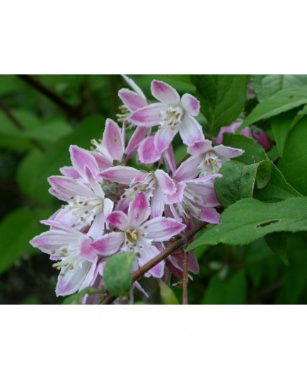 Deutzia hybrida 'Tourbillon Rouge'