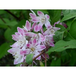 Deutzia hybrida 'Tourbillon Rouge'