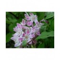 Deutzia hybrida 'Tourbillon Rouge'