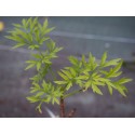 Sambucus nigra 'Laciniata' - sureaux noirs, sureau lacinié