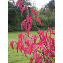 Stachyurus chinensis 'Celina'