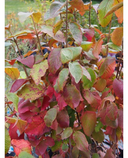 Viburnum lantana - viornes manciennes