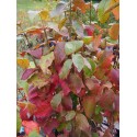 Viburnum lantana - viornes manciennes