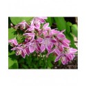 Deutzia hybrida 'Tourbillon Rouge'