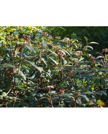 Viburnum rhytidophylloides x 'Holland'