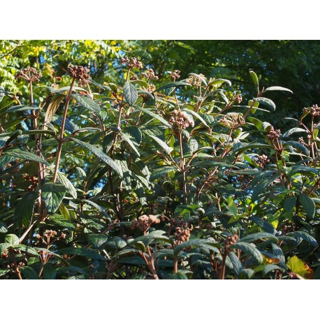 Viburnum rhytidophylloides x 'Holland'