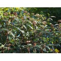 Viburnum rhytidophylloides x 'Holland'