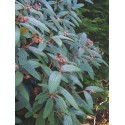 Viburnum rhytidophylloides x 'Holland'