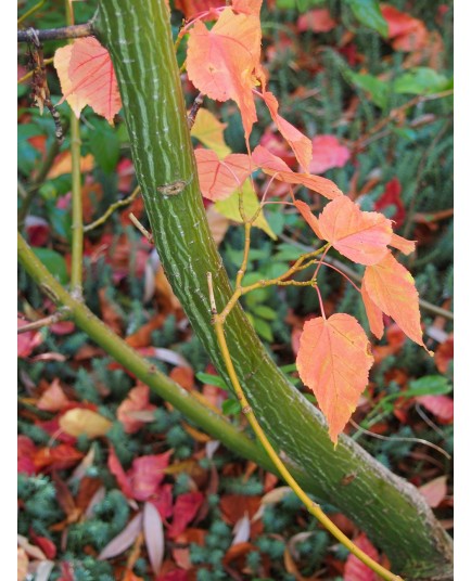 Acer davidii - érables à peau de serpent, érables du père David,