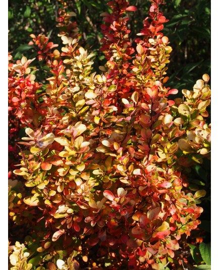 Berberis thunbergii 'Golden Rocket' - berberis érigé