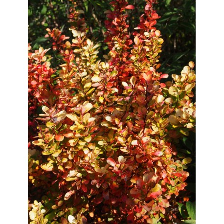 Berberis thunbergii 'Golden Rocket' - berberis érigé