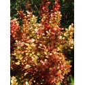 Berberis thunbergii 'Golden Rocket' - berberis érigé