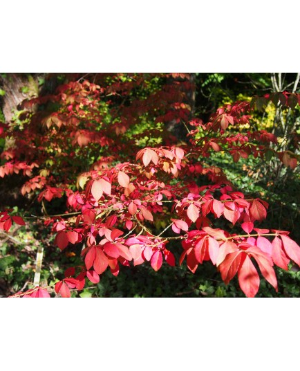 Euonymus alatus 'Compactus' - Fusain ailé nain