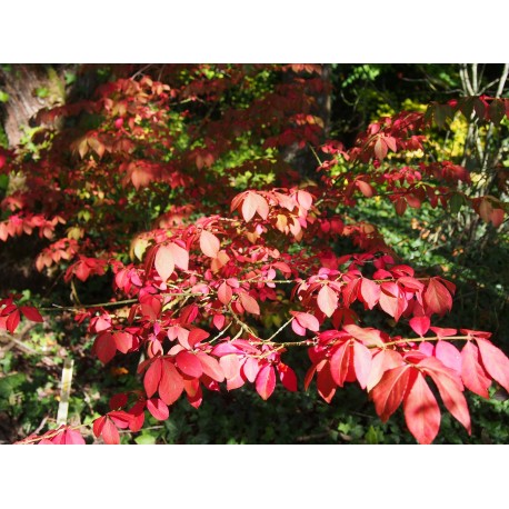 Euonymus alatus 'Compactus' - Fusain ailé nain