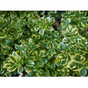 Euonymus fortunei 'Canadale Gold' - Fusain nain doré