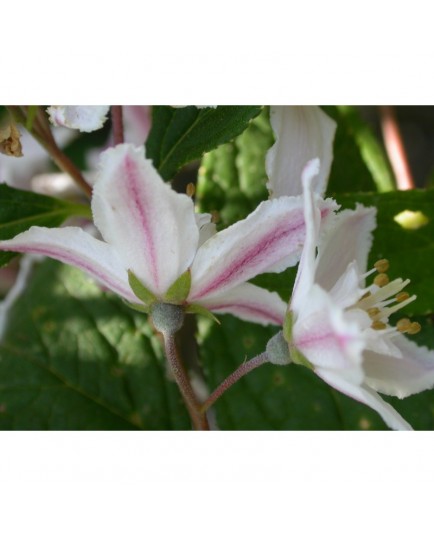 Deutzia hybrida x 'Magicien'