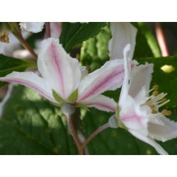 Deutzia hybrida x 'Magicien'