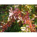 Lonicera morrowii - Chèvrefeuilles