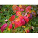 Parrotia persica 'Vanessa' - arbres de fer