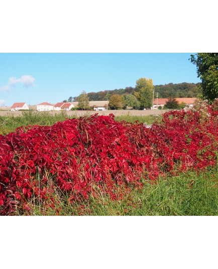 Parthenocissus quinquefolia - Vigne Vierge