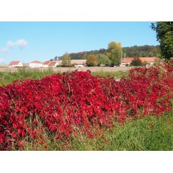 Parthenocissus quinquefolia - Vigne Vierge