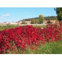 Parthenocissus quinquefolia - Vigne Vierge