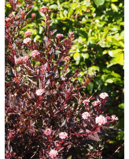 Physocarpus opulifolius 'Little Devil'®'