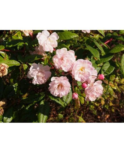 Rosa 'Jean Stephenne' - Rosaceae - rosier